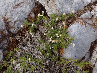 Phlox diffusa, photographed by Randal