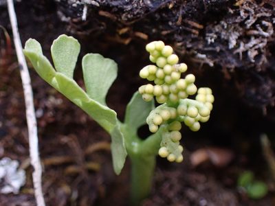 Botrychium minganense