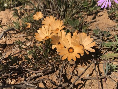 Osteospermum pinnatum, photographed by Sam McCarren