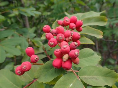 Sorbus sitchensis, photographed by Randal