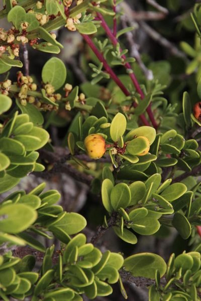 Maytenus lucida, photographed by Tony Rebelo