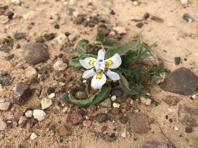 Moraea falcifolia, photographed by Sam McCarren