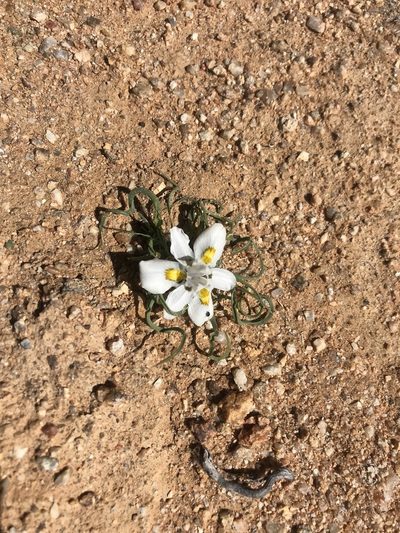 Moraea falcifolia, photographed by Sam McCarren