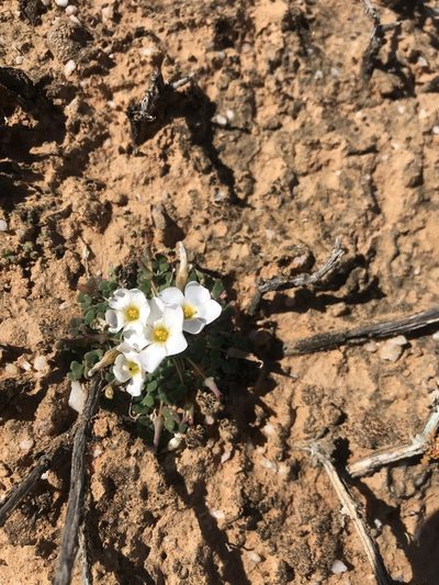 Oxalis lichenoides, photographed by Sam McCarren
