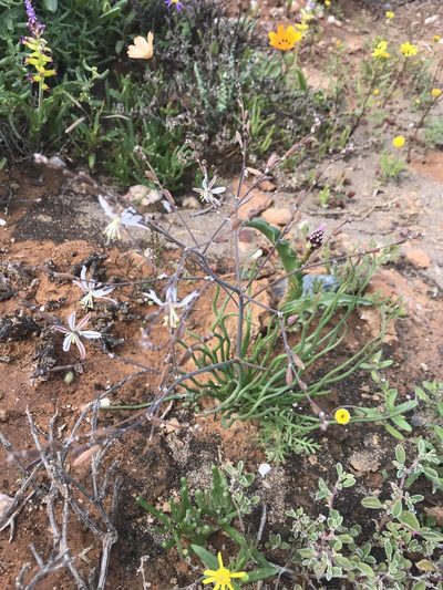 Trachyandra jacquiniana, photographed by Sam McCarren