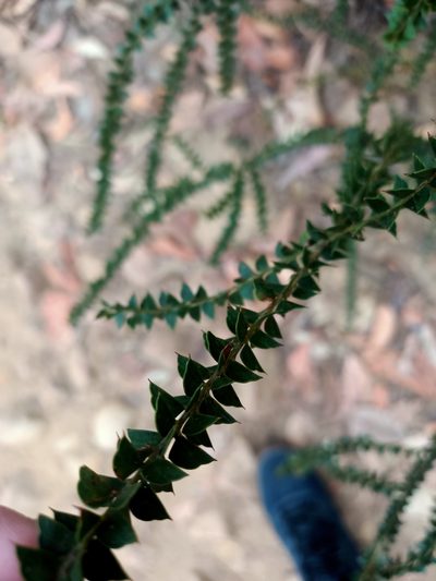 Acacia hubbardiana, photographed by Isaiah Findley
