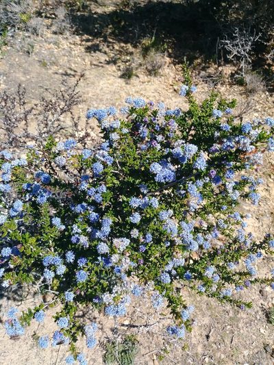 Ceanothus dentatus, photographed by Joshua Morris