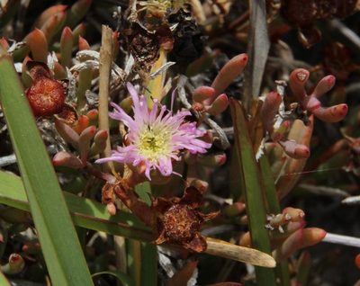Lampranthus stenus, photographed by Tony Rebelo