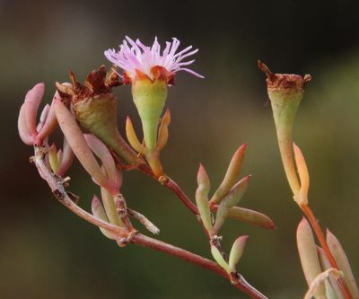 Lampranthus stenus, photographed by Tony Rebelo