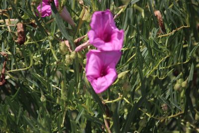 Ipomoea leptophylla, photographed by Cheryl McCleary-Catalano