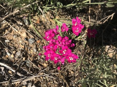 Lapeirousia silenoides, photographed by Sam McCarren