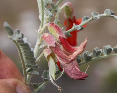 Lessertia canescens, photographed by Tony Rebelo