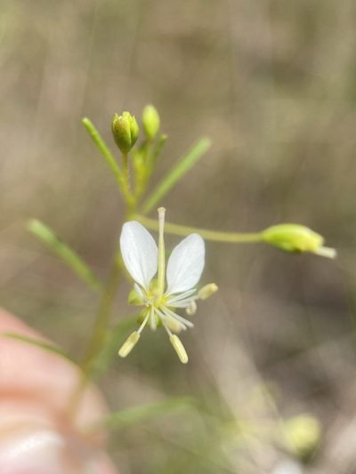 Cleome aldenella, photographed by Matt Berger
