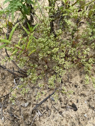 Paronychia baldwinii, photographed by Matt Berger