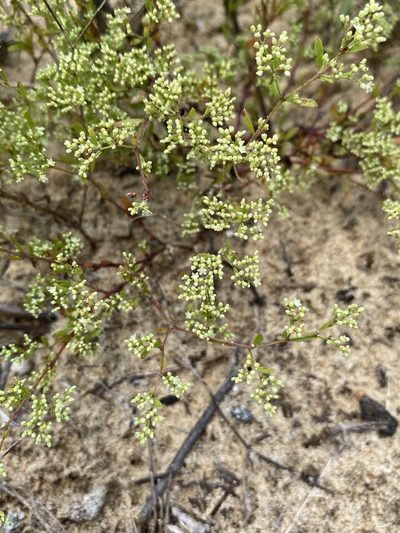 Paronychia baldwinii, photographed by Matt Berger