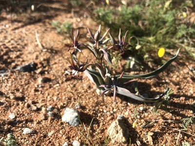 Ornithoglossum vulgare, photographed by Sam McCarren
