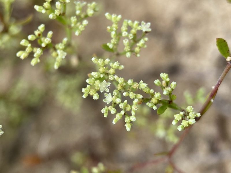 Paronychia baldwinii, photographed by Matt Berger