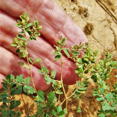 Euphorbia glyptosperma, photographed by Annika Lindqvist