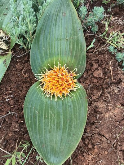 Daubenya capensis, photographed by Sam McCarren