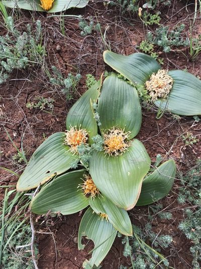 Daubenya capensis, photographed by Sam McCarren