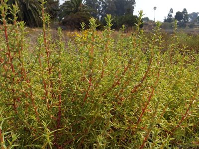 Salsola soda, photographed by Ken-ichi Ueda