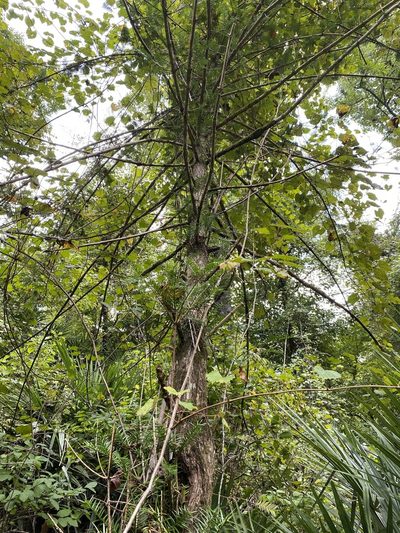 Torreya taxifolia, photographed by Matt Berger