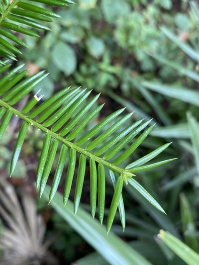 Torreya taxifolia, photographed by Matt Berger