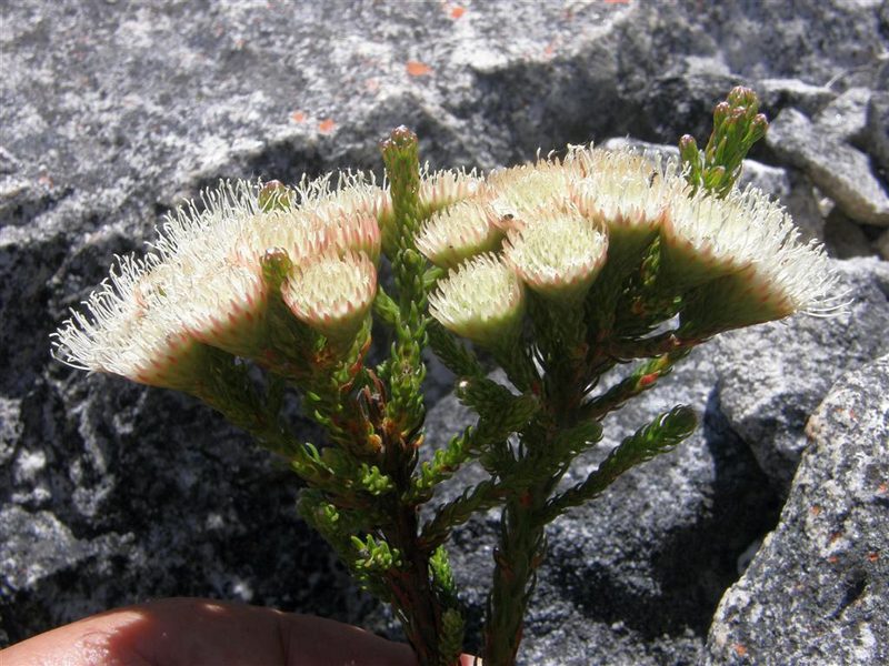 Brunia latebracteata, photographed by Klaus Wehrlin