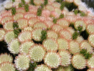 Brunia latebracteata, photographed by Klaus Wehrlin