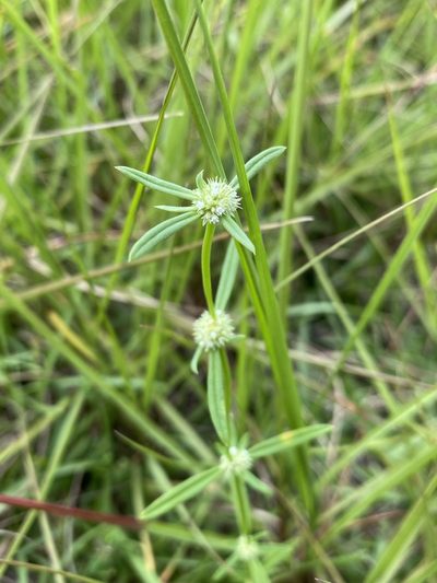 Spermacoce prostrata, photographed by Matt Berger