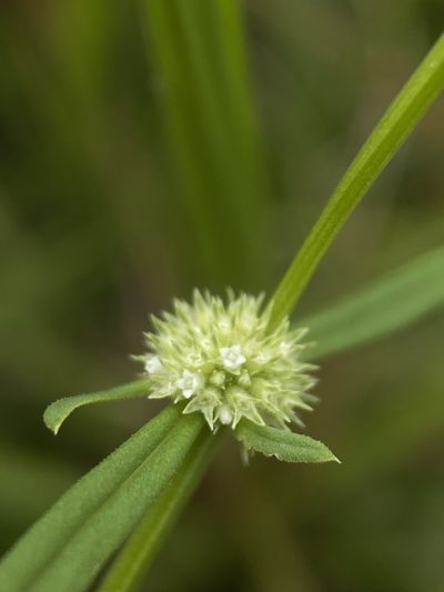 Spermacoce prostrata, photographed by Matt Berger