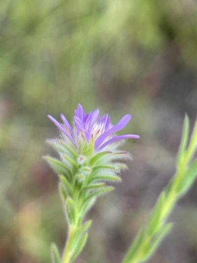 Symphyotrichum plumosum, photographed by Matt Berger
