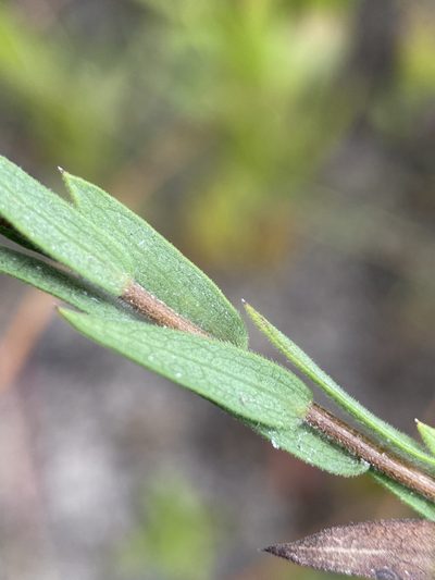 Symphyotrichum plumosum, photographed by Matt Berger