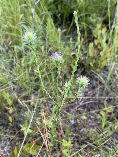 Symphyotrichum plumosum, photographed by Matt Berger