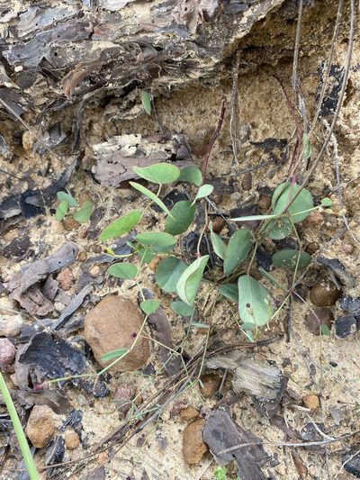 Euphorbia exserta, photographed by Matt Berger