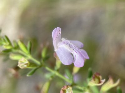 Clinopodium dentatum