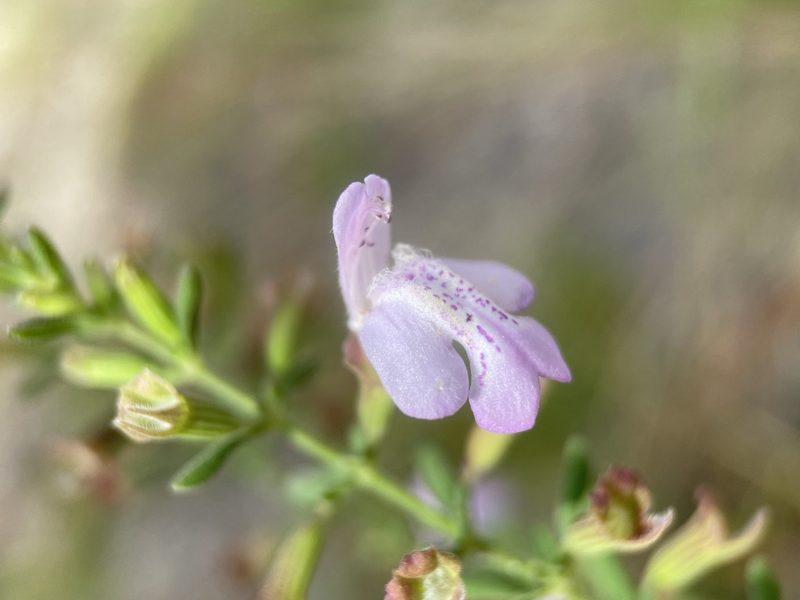 Clinopodium dentatum, photographed by Matt Berger