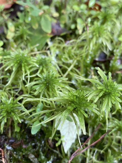 Sphagnum recurvum, photographed by Matt Berger