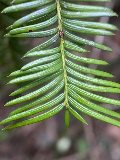 Taxus floridana, photographed by Matt Berger