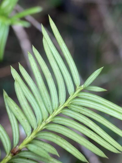 Taxus floridana, photographed by Matt Berger