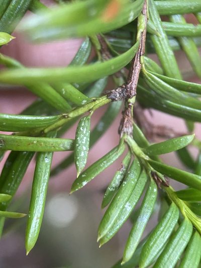 Taxus floridana, photographed by Matt Berger