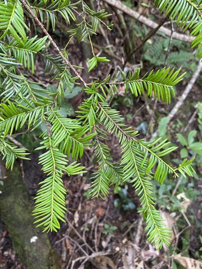 Taxus floridana, photographed by Matt Berger