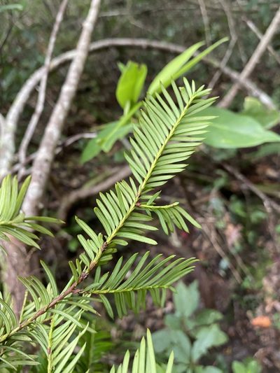 Taxus floridana, photographed by Matt Berger