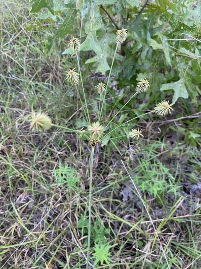 Cyperus plukenetii, photographed by Matt Berger
