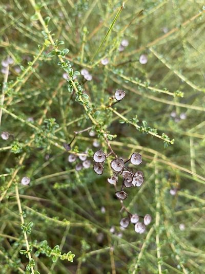 Ceanothus microphyllus, photographed by Matt Berger
