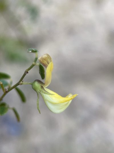 Rhynchosia cytisoides, photographed by Matt Berger