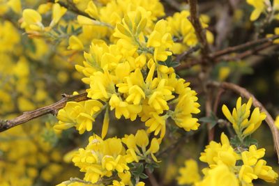 Genista stenopetala, photographed by Joe Dillon