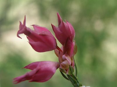 Erica borboniifolia, photographed by Klaus Wehrlin