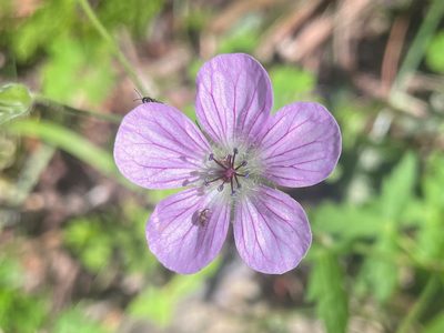 Geranium richardsonii, photographed by lejones417