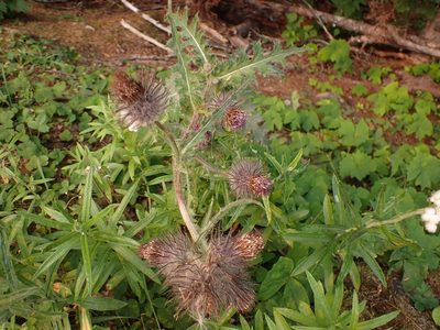 Cirsium edule, photographed by John Brew